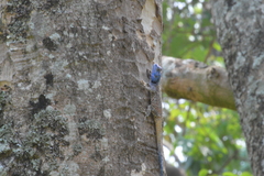 Acanthocercus atricollis