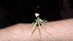 Hierodula tenuidentata