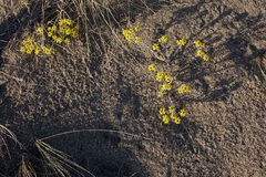 Odontarrhena obovata