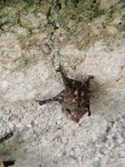 Rhynchonycteris naso