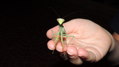 Hierodula tenuidentata