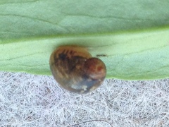 Helicina