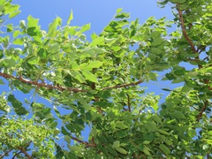 Sclerocarya birrea caffra