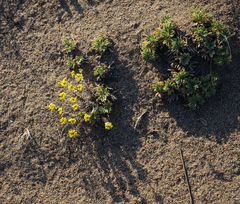 Odontarrhena obovata