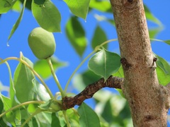 Sclerocarya birrea caffra