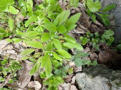 Myosotis sparsiflora