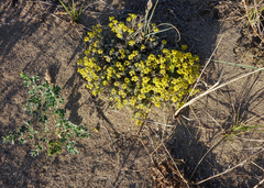 Odontarrhena obovata