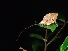 Typophyllum trapeziforme
