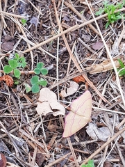 Rhodostrophia calabra