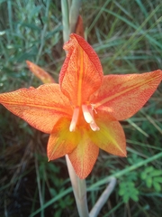 Gladiolus aurantiacus