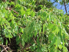 Sclerocarya birrea caffra