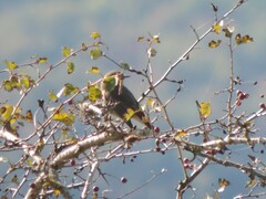 Phoenicurus ochruros