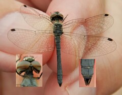 Nannothemis bella