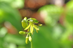 Empidoidea
