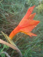 Gladiolus aurantiacus