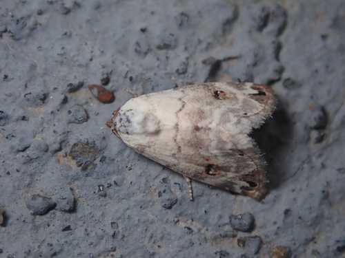 Eublemma scitula