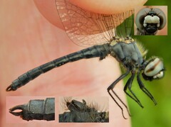 Nannothemis bella