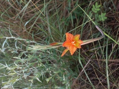 Gladiolus aurantiacus