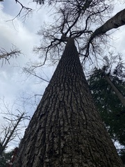 Liriodendron tulipifera