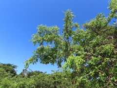 Sclerocarya birrea caffra