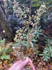 Actaea racemosa