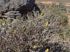 Manochlamys albicans