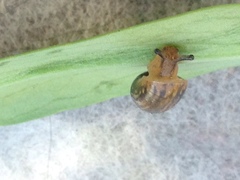 Helicina