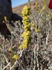 Manochlamys albicans