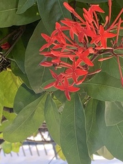 Trigona fulviventris