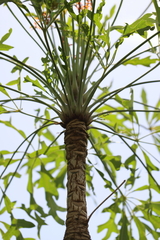 Cussonia paniculata
