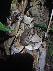 Limnonectes paramacrodon