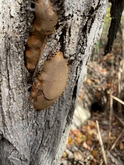 Fomitiporia punctata