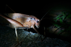 Mecopoda