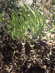 Tylecodon wallichii