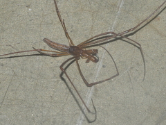 Tetragnatha mandibulata