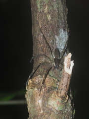 Nilus albocinctus