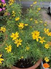 Coreopsis verticillata
