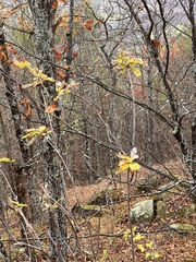 Lonicera dioica