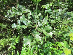 Cussonia sphaerocephala