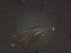Channa striata