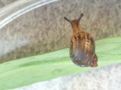 Helicina