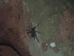 Heteropoda tetrica