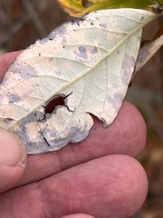 Lonicera dioica