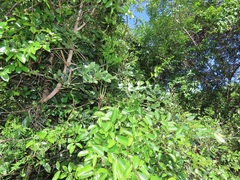 Cussonia sphaerocephala