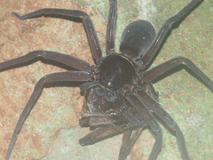 Heteropoda tetrica