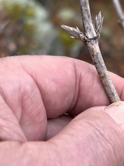 Lonicera dioica