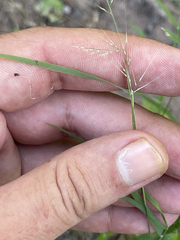 Muhlenbergia microsperma