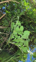 Cussonia sphaerocephala