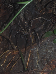 Heteropoda tetrica