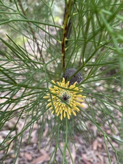 Isopogon anethifolius